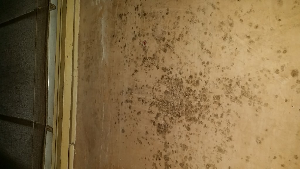 mould on wall