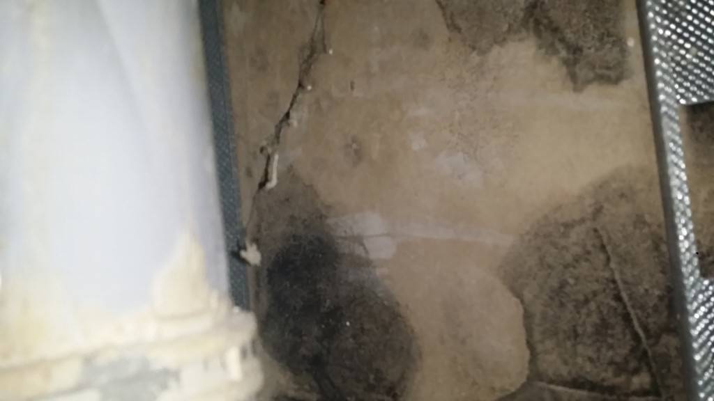 mould on plasterboard