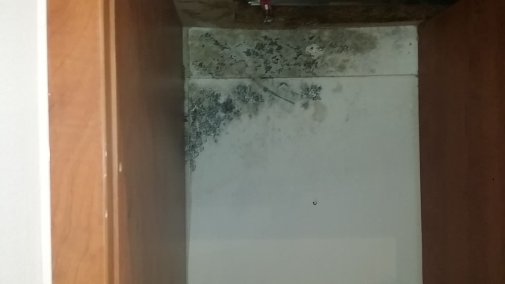 mould in kitchen