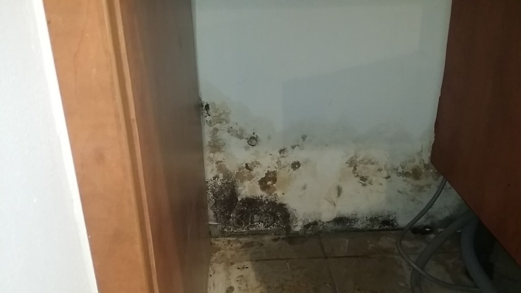 mould in kitchen