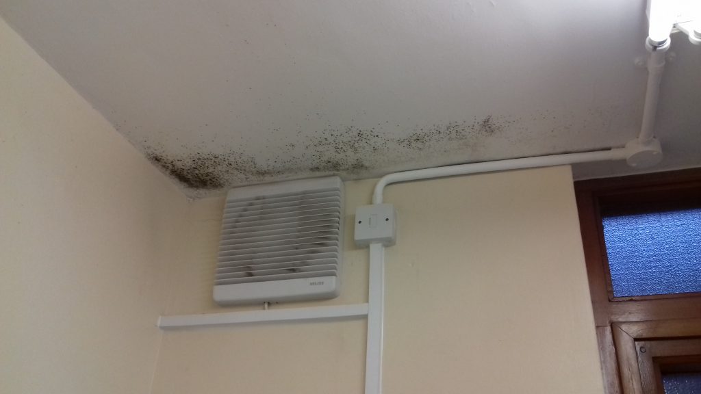 Mould to ceiling 