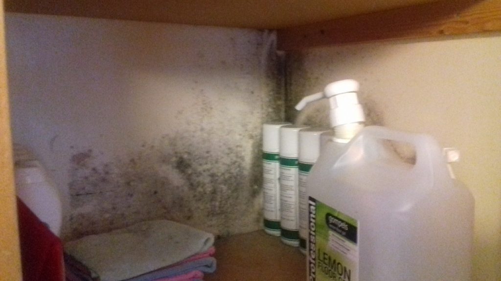 Mould survey and mould spores 