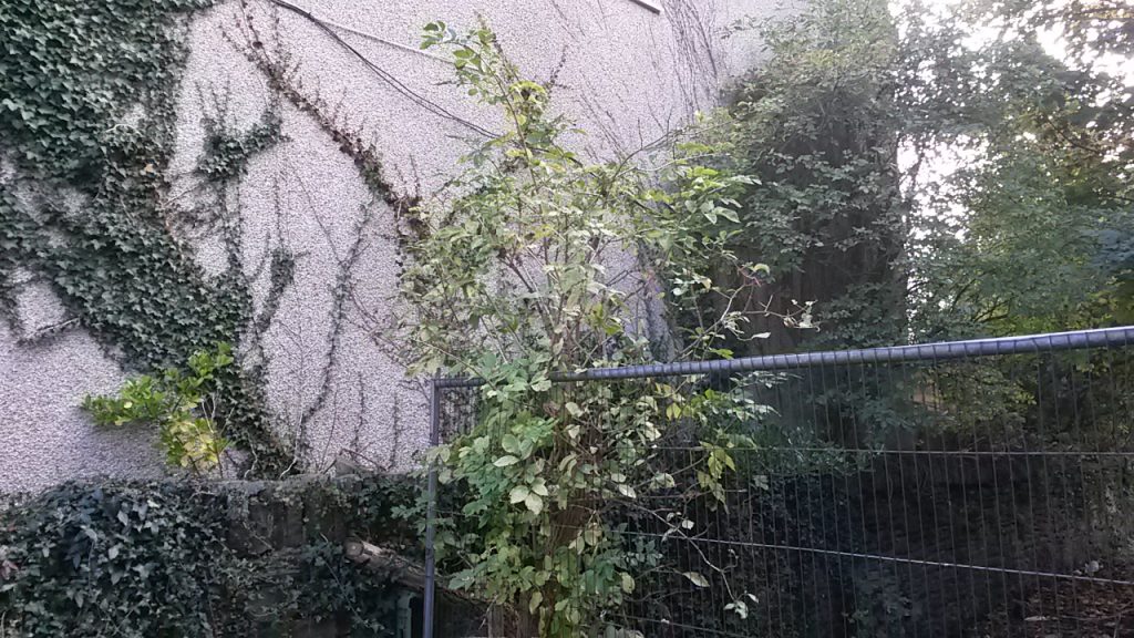 damp building investigation in Bristol