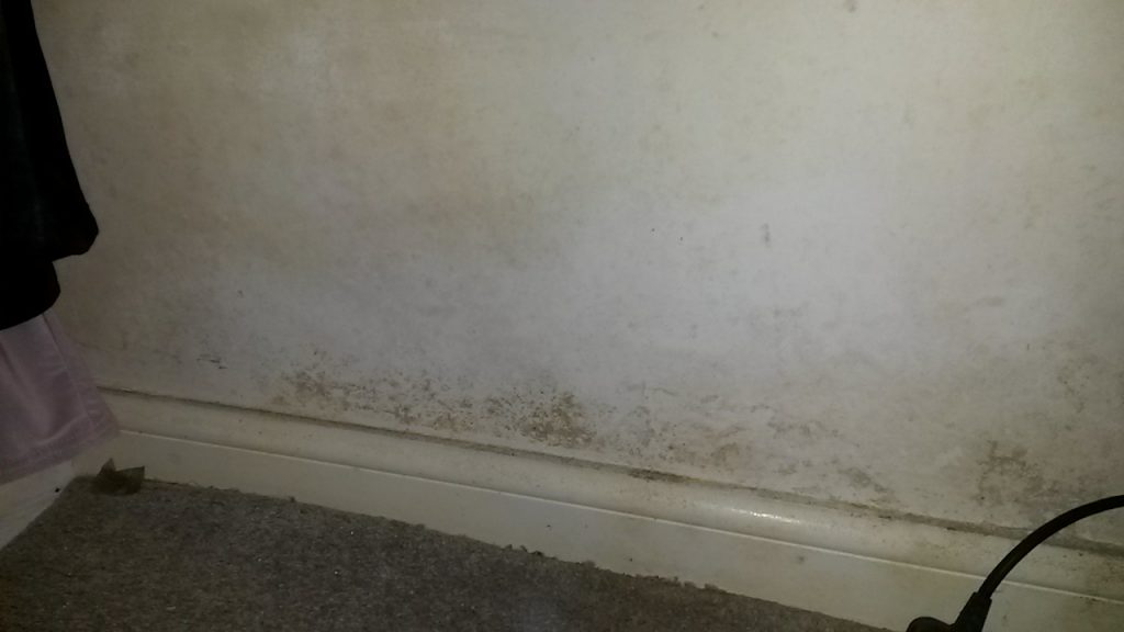 Fungal growth on plasterboard