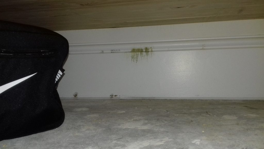 Fungal growth to skirting board