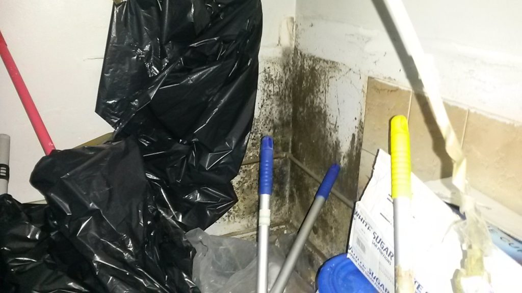 Damp survey in Cardiff