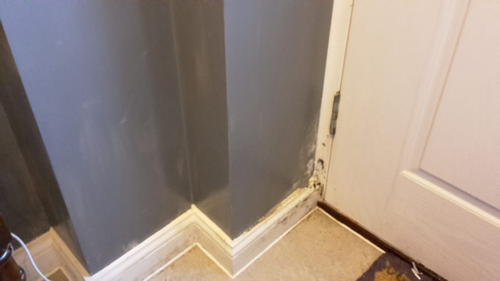 carrying out a damp and mould survey 