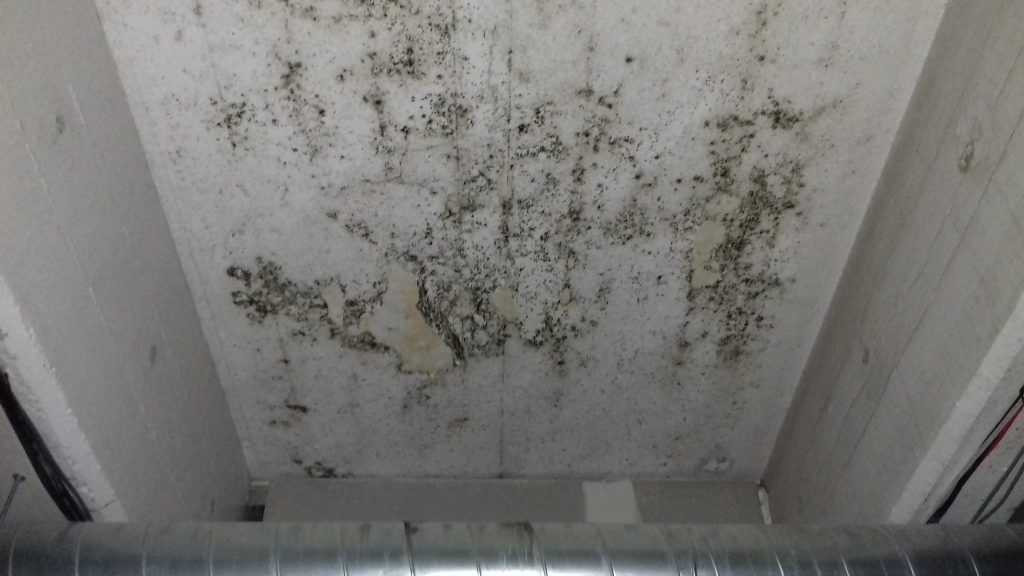 Mould investigation at development site 