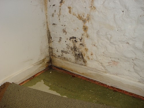 Mould in basement - Indoor Air Quality Blog