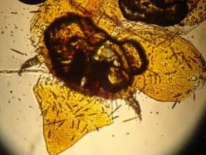 Carpet bug – Front Section