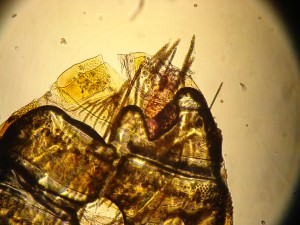 Carpet bug – End Section